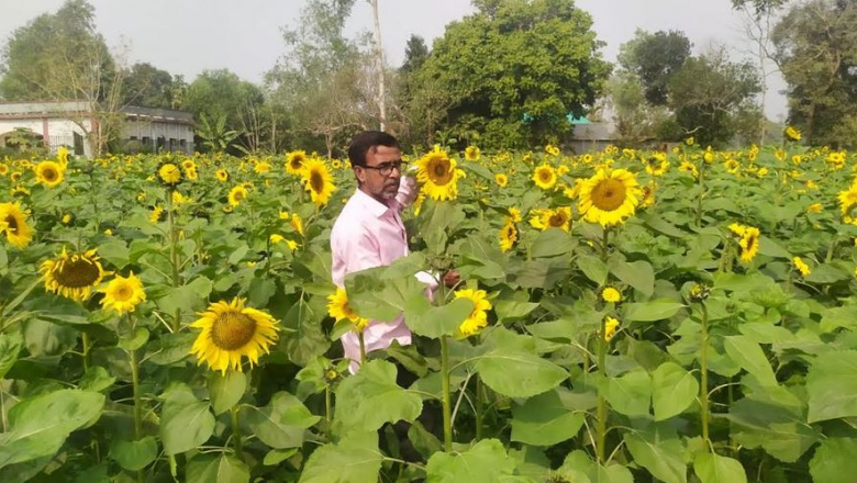 টাঙ্গাইলের চরাঞ্চলে সূর্যমুখীর অধিক ফলনে স্বপ্ন বুনছেন কৃষকেরা