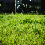 শূন্য দূষণের প্রাকৃতিক আগাছানাশক আবিষ্কার চীনা বিজ্ঞানীদের