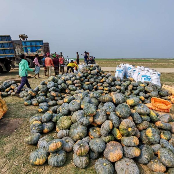 নেত্রকোণার হাওরাঞ্চলে মিষ্টি কুমড়ার অধিক ফলনে খুশি কৃষকেরা 