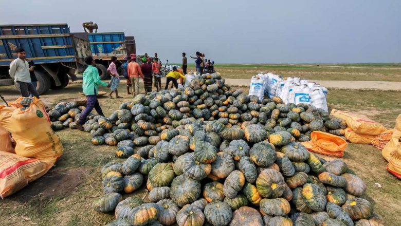 নেত্রকোণার হাওরাঞ্চলে মিষ্টি কুমড়ার অধিক ফলনে খুশি কৃষকেরা 