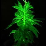 চীনা গবেষণাগারে জ্বলজ্বলে গাছ