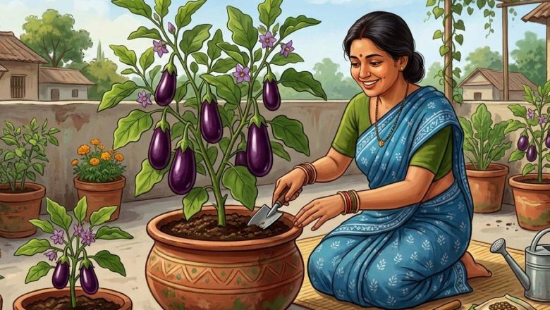 টবে সহজেই বেগুন চাষ: ঘরের ছাদেই হতে পারে ছোট সবজি বাগান