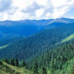 ২০৩০ পর্যন্ত সিচাংয়ের বনাঞ্চলের হার ১২.৬১ শতাংশ ছাড়িয়ে যাবে: চীনের জাতীয় উন্নয়ন ও সংস্কার কমিশন