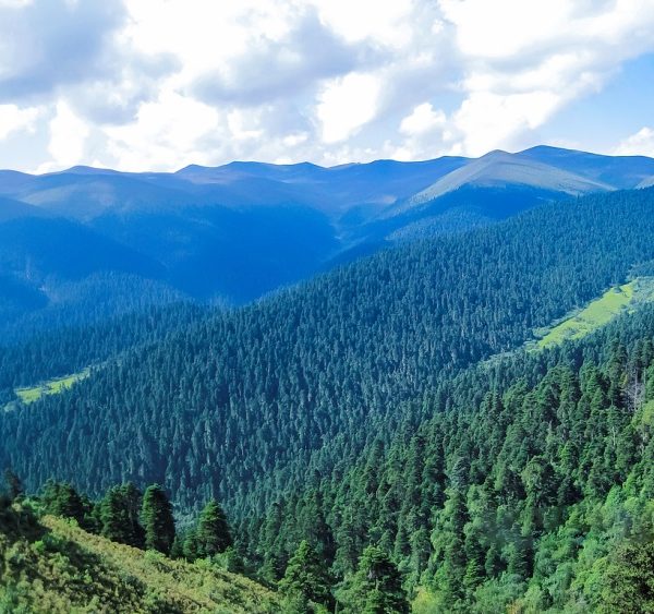 ২০৩০ পর্যন্ত সিচাংয়ের বনাঞ্চলের হার ১২.৬১ শতাংশ ছাড়িয়ে যাবে: চীনের জাতীয় উন্নয়ন ও সংস্কার কমিশন