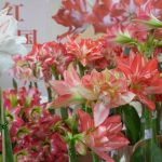 ২০২৬ চায়না হর্টিফ্লোরেক্সপোতে স্বল্প পরিচর্যার গৃহস্থালি বাগান সমাধান