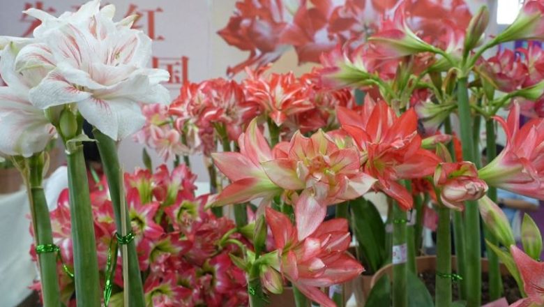 ২০২৬ চায়না হর্টিফ্লোরেক্সপোতে স্বল্প পরিচর্যার গৃহস্থালি বাগান সমাধান