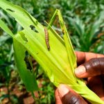 biological pest control