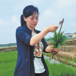 ধানের সুরক্ষায় নতুন জিন আবিষ্কার চীনে