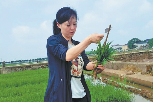 ধানের সুরক্ষায় নতুন জিন আবিষ্কার চীনে