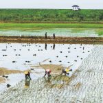 চীনে শস্য উৎপাদন বাড়বে, কমবে সয়াবিনের আমদানি