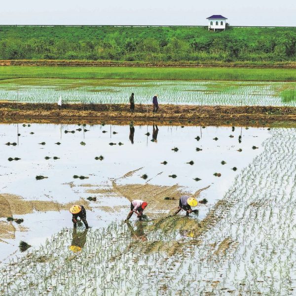 চীনে শস্য উৎপাদন বাড়বে, কমবে সয়াবিনের আমদানি