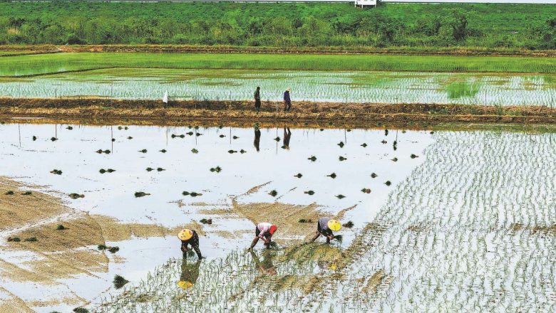 চীনে শস্য উৎপাদন বাড়বে, কমবে সয়াবিনের আমদানি