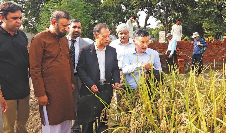 সমৃদ্ধির স্বপ্ন দেখাচ্ছে চীন-পাকিস্তানের যৌথ গবেষণার ধান