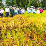 ফেনীতে এক মাঠে ৬৭ জাতের ধানের আবাদ