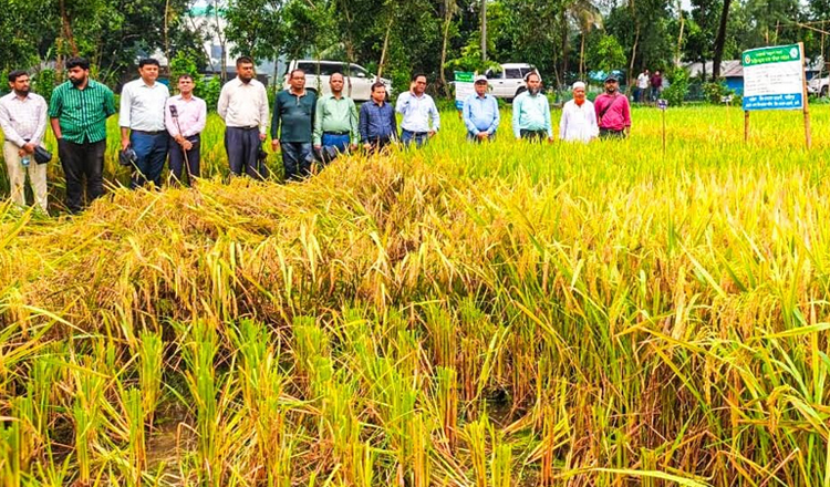 ফেনীতে এক মাঠে ৬৭ জাতের ধানের আবাদ