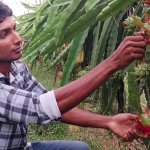 ড্রাগন চাষে বছরে ২০ লাখ টাকা আয় সৌরভের