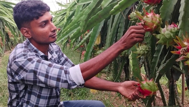 ড্রাগন চাষে বছরে ২০ লাখ টাকা আয় সৌরভের