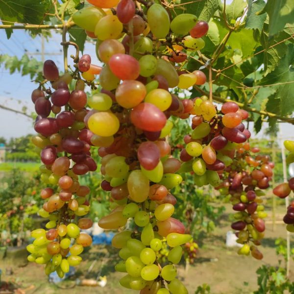 সাতক্ষীরায় আঙুর চাষে সফল হেলাল উদ্দীন