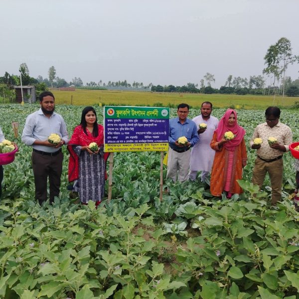 দিনাজপুরে আধুনিক কৃষি পদ্ধতি ব্যবহারে গ্রীষ্মকালীন ফুলকপি চাষে সফল কৃষক