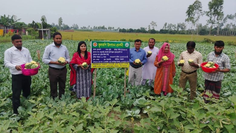 দিনাজপুরে আধুনিক কৃষি পদ্ধতি ব্যবহারে গ্রীষ্মকালীন ফুলকপি চাষে সফল কৃষক