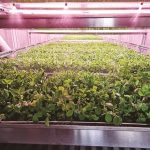 AI-powered containers help reshape farming in Xizang - Chinadaily.com.cn