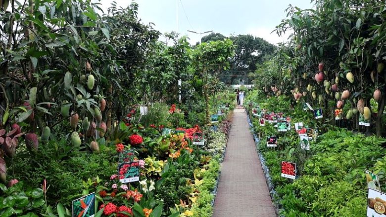 জাতীয় বৃক্ষমেলায় নজর কাড়ছে চীনা ফুল ও ফলের গাছ
