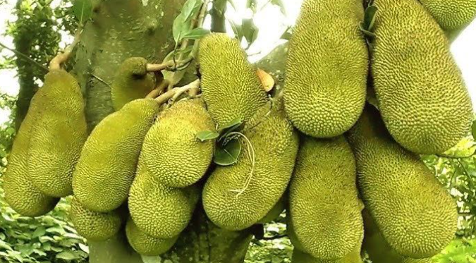বাংলাদেশ থেকে কাঁঠাল আমদানির অনুমতি দিল চীন