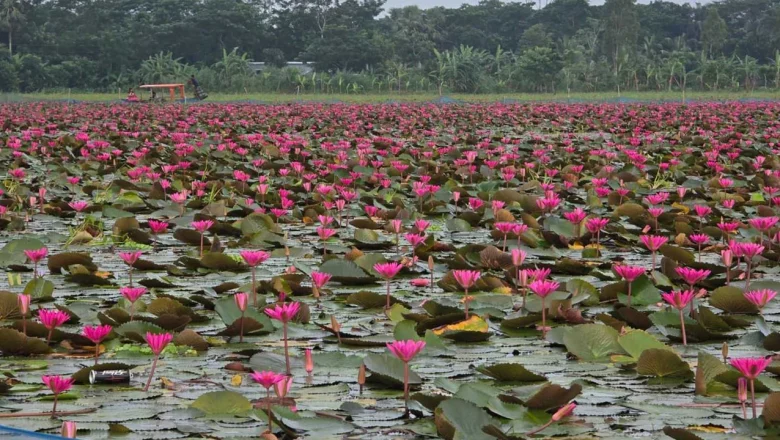 বরিশালের সাতলায় লাল শাপলার বিল: পর্যটন সম্ভাবনায় নতুন দিগন্তের হাতছানি