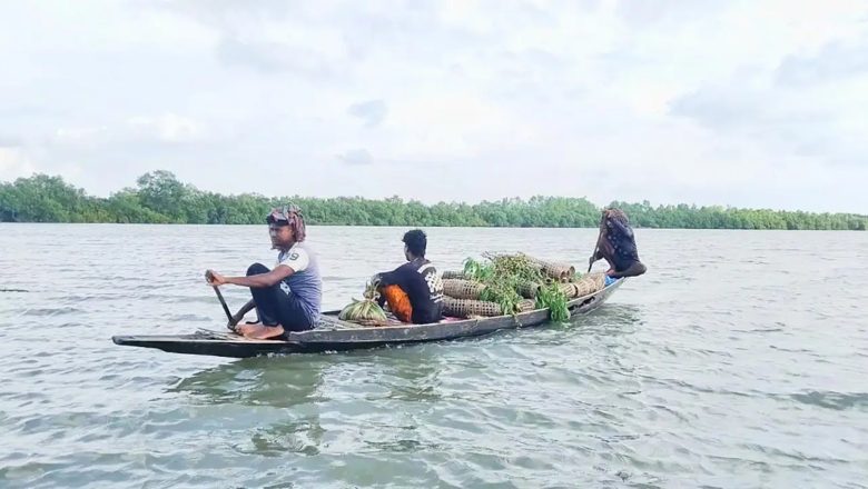 সুন্দরবনে নিষেধাজ্ঞা অমান্য করে প্রবেশ: ৪৪ জেলে আটক, জব্দ ৩৮ নৌকা