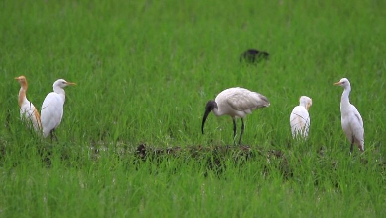 ইয়ুননানে মিলল বিরল কালোমাথা আইবিস