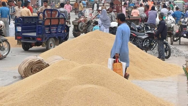 নওগাঁয় আউশ ধানের বাম্পার ফলন হলেও লোকসানের মুখে কৃষকেরা