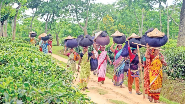 রেকর্ড উৎপাদনের পথে দেশের চা শিল্প, তবে ন্যায্য দাম নিয়ে বাড়ছে উদ্বেগ