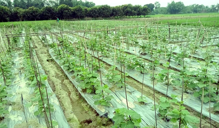 দিনাজপুরে আগাম শীতকালীন সবজি চাষে কৃষকরা এগিয়ে