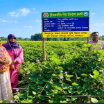 c চাষে কৃষক ময়েজ উদ্দিনের সাফল্য