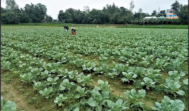 টাঙ্গাইলে আগাম শীতকালীন সবজি চাষে ভাগ্য বদলের স্বপ্ন দেখছেন কৃষক